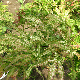 Plant Photo 1