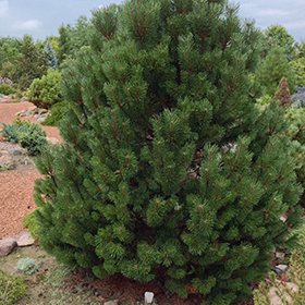 Plant Photo 1