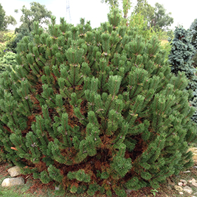Plant Photo 10
