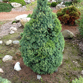 Plant Photo 4
