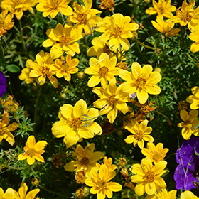 Plant Photo 9