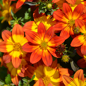 Plant Photo 10