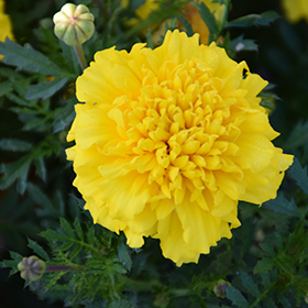 Plant Photo 9