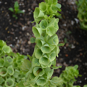 Plant Photo 2