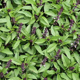 Plant Photo 5