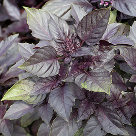Plant Photo 6