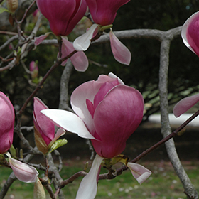 Plant Photo 5