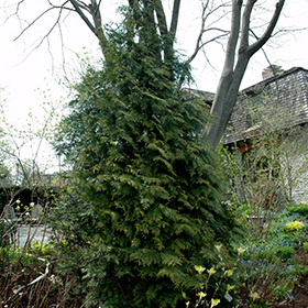Plant Photo 1