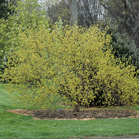 Plant Photo 8