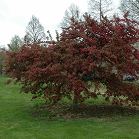 Plant Photo 10