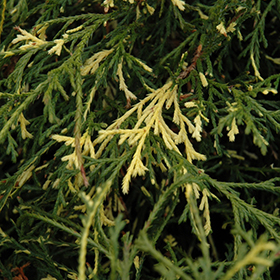 Plant Photo 8