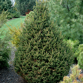 Plant Photo 7