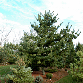 Plant Photo 10