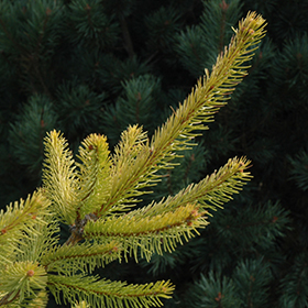 Plant Photo 3