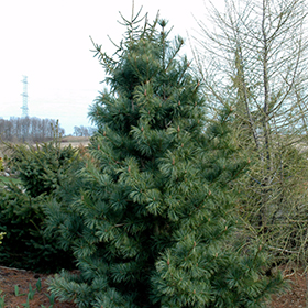 Plant Photo 8