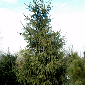 Plant Photo 5
