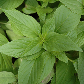 Plant Photo 10