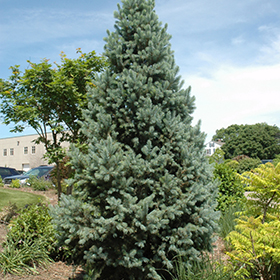 Plant Photo 6