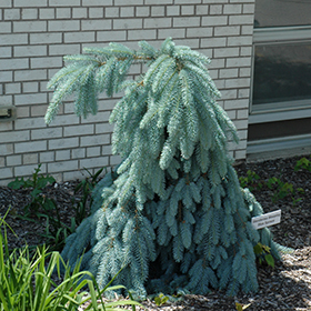 Plant Photo 8