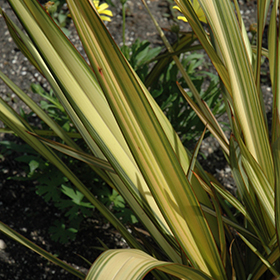 Plant Photo 4