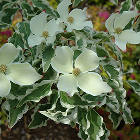 Plant Photo 7