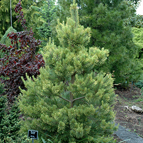 Plant Photo 3