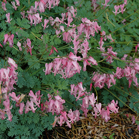 Plant Photo 8