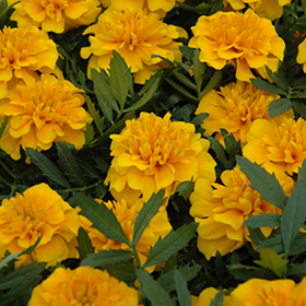 Plant Photo 9