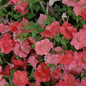 Plant Photo 3