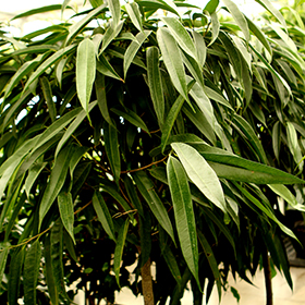 Plant Photo 7