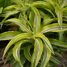 Plant Photo 6