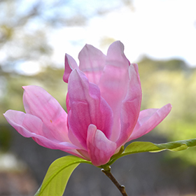 Plant Photo 8