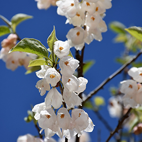 Plant Photo 10