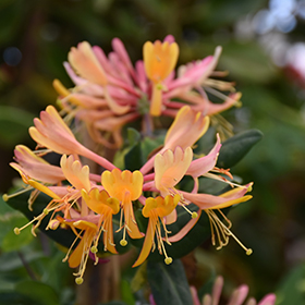 Plant Photo 10