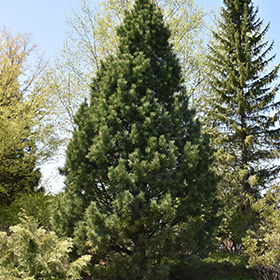 Plant Photo 2
