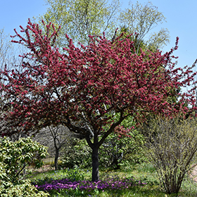 Plant Photo 8