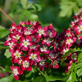 Plant Photo 5