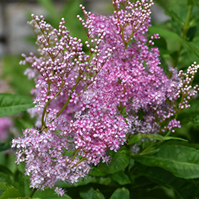 Plant Photo 7