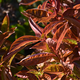 Plant Photo 9