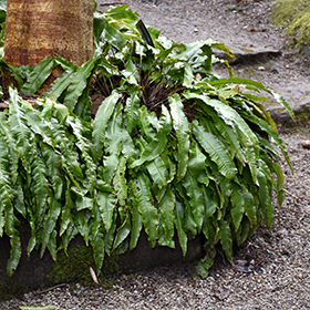 Plant Photo 1