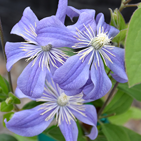Plant Photo 1