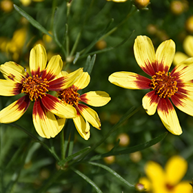 Plant Photo 10