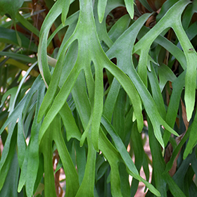 Plant Photo 10