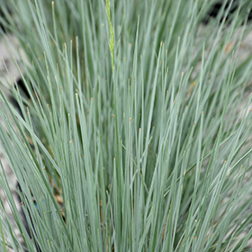 Plant Photo 5