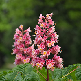 Plant Photo 5