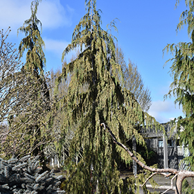Plant Photo 10