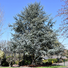 Plant Photo 5