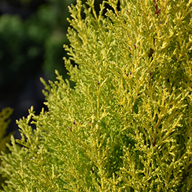 Plant Photo 8