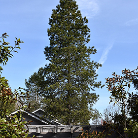 Plant Photo 7
