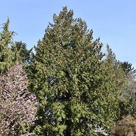 Plant Photo 5